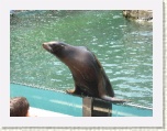 Sea Lion Central Park Zoo New York 3 * 2592 x 1944 * (1.34MB)